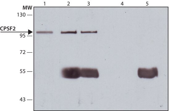  Anti-CPSF2 (C-terminal) antibody produced in rabbit ~1.0&#160;mg/mL, affinity isolated antibody, buffered aqueous solution