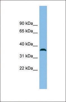 Anti-C18ORF25, (N-terminal) antibody produced in rabbit affinity isolated antibody