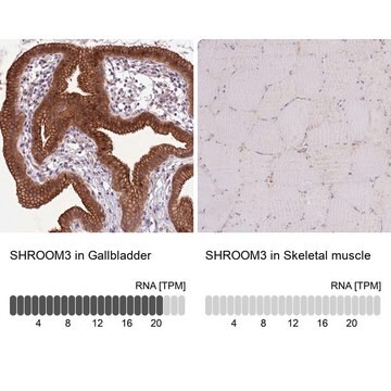 Anti-SHROOM3 antibody produced in rabbit Prestige Antibodies&#174; Powered by Atlas Antibodies, affinity isolated antibody, buffered aqueous glycerol solution