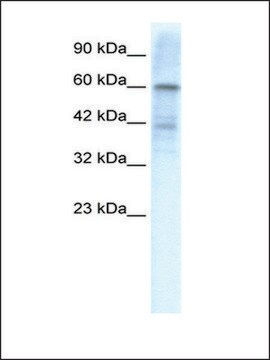 Anti-KCND3 antibody produced in rabbit IgG fraction of antiserum