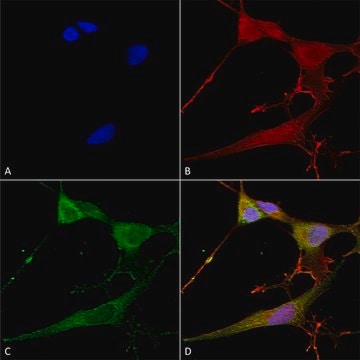 Monoclonal Anti-Qki (Pan) antibody produced in mouse clone S147-6, purified immunoglobulin