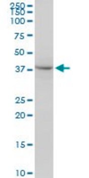 Anti-PSMD13 antibody produced in mouse IgG fraction of antiserum, buffered aqueous solution