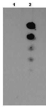 Anti-acetyl-MVH (Lys405) Antibody from rabbit, purified by affinity chromatography