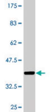 Monoclonal Anti-LRP8 antibody produced in mouse clone 1A1, purified immunoglobulin, buffered aqueous solution