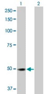 Anti-RP6-213H19.1 antibody produced in rabbit purified immunoglobulin, buffered aqueous solution