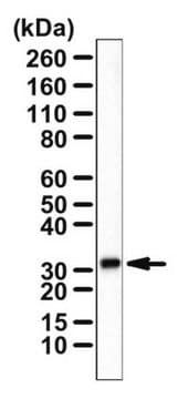 Anticorps anti-CH25H from rabbit, purified by affinity chromatography