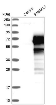 Anti-PNMAL1 antibody produced in rabbit Prestige Antibodies&#174; Powered by Atlas Antibodies, affinity isolated antibody, buffered aqueous glycerol solution