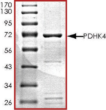 PDHK4, active, GST tagged human PRECISIO&#174; Kinase, recombinant, expressed in baculovirus infected Sf9 cells, &#8805;70% (SDS-PAGE), buffered aqueous glycerol solution