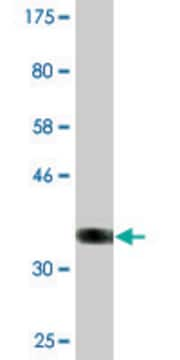 Monoclonal Anti-MTMR3 antibody produced in mouse clone 1E11, ascites fluid