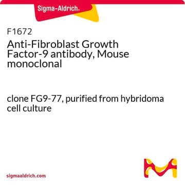 Anti-Fibroblast Growth Factor-9 antibody, Mouse monoclonal clone FG9-77, purified from hybridoma cell culture