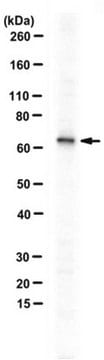 Anti-Ric-8B/Synembryn-B Antibody serum, from rabbit