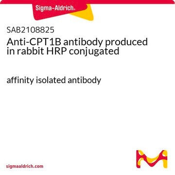 Anti-CPT1B antibody produced in rabbit HRP conjugated affinity isolated antibody