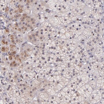 Anti-NUP62CL antibody produced in rabbit Prestige Antibodies&#174; Powered by Atlas Antibodies, affinity isolated antibody, buffered aqueous glycerol solution