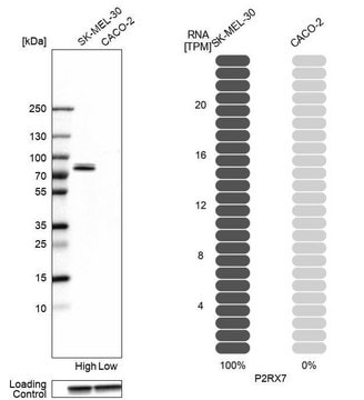 Anti-P2RX7 antibody produced in rabbit Prestige Antibodies&#174; Powered by Atlas Antibodies, affinity isolated antibody, buffered aqueous glycerol solution