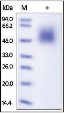 CD80 human recombinant, expressed in HEK 293 cells, &#8805;95% (SDS-PAGE)