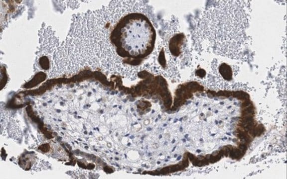 Anti-NAG-1/GDF15 from rabbit, purified by affinity chromatography