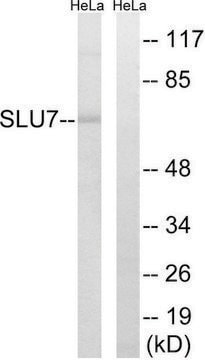 Anti-SLU7 antibody produced in rabbit affinity isolated antibody