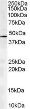 Anti-ARP1 homolog A antibody produced in goat affinity isolated antibody, buffered aqueous solution