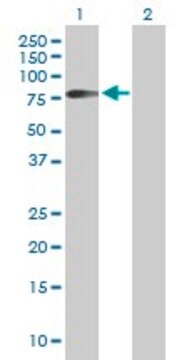 Anti-HHLA2 antibody produced in mouse purified immunoglobulin, buffered aqueous solution