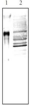 Anti-Nitrotyrosine Mouse mAb (CC22.8C7.3) liquid, clone CC22.8C7.3, Calbiochem&#174;