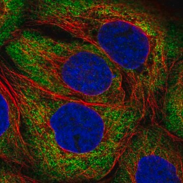 Anti-ARHGEF3 antibody produced in rabbit Prestige Antibodies&#174; Powered by Atlas Antibodies, affinity isolated antibody