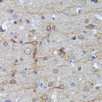 Anti- LC3B antibody produced in rabbit