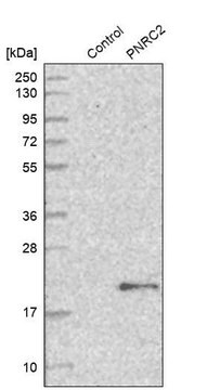 Anti-PNRC2 antibody produced in rabbit Prestige Antibodies&#174; Powered by Atlas Antibodies, affinity isolated antibody, buffered aqueous glycerol solution