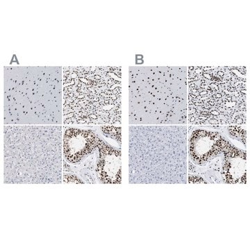 Anti-CCAR2 antibody produced in rabbit Prestige Antibodies&#174; Powered by Atlas Antibodies, affinity isolated antibody, buffered aqueous glycerol solution, Ab1