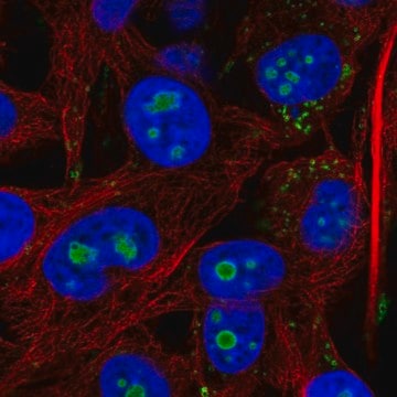 Anti-ACSL3 antibody produced in rabbit Prestige Antibodies&#174; Powered by Atlas Antibodies, affinity isolated antibody