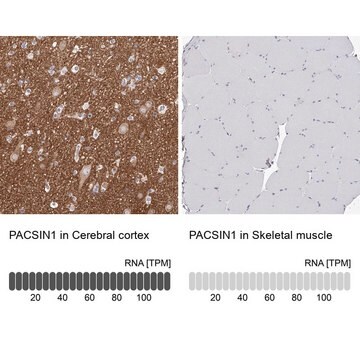 Anti-PACSIN1 antibody produced in rabbit Prestige Antibodies&#174; Powered by Atlas Antibodies, affinity isolated antibody, buffered aqueous glycerol solution