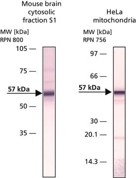 抗アポトーシス誘導因子抗体 ウサギ宿主抗体 IgG fraction of antiserum, buffered aqueous solution