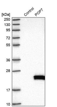 Anti-POP7 antibody produced in rabbit Prestige Antibodies&#174; Powered by Atlas Antibodies, affinity isolated antibody, buffered aqueous glycerol solution