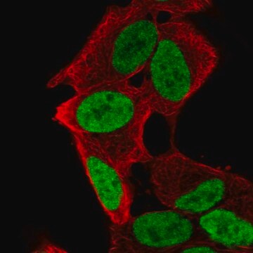 Anti-PHOX2A antibody produced in rabbit Prestige Antibodies&#174; Powered by Atlas Antibodies, affinity isolated antibody