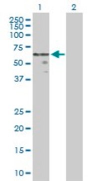 Anti-WNT2B antibody produced in rabbit purified immunoglobulin, buffered aqueous solution