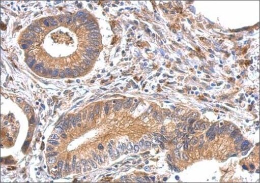 Anti-OFD1 antibody produced in rabbit