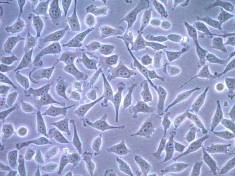 FLAG-SNAP-hTERT expressing HeLa Cell Line FLAG-SNAP-hTERT expressing HeLa Cell Line is a useful tool for studying telomerase biology and enables purification and visualization of endogenous telomerase reverse transcriptase (TERT).