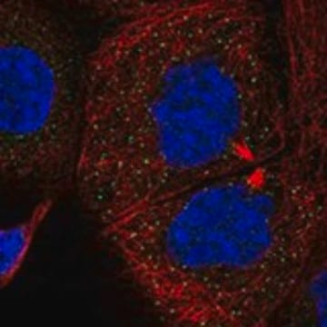 Anti-SMURF1 antibody produced in rabbit Prestige Antibodies&#174; Powered by Atlas Antibodies, affinity isolated antibody, buffered aqueous glycerol solution