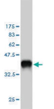 Monoclonal Anti-EDN1 antibody produced in mouse clone 3D6, purified immunoglobulin, buffered aqueous solution