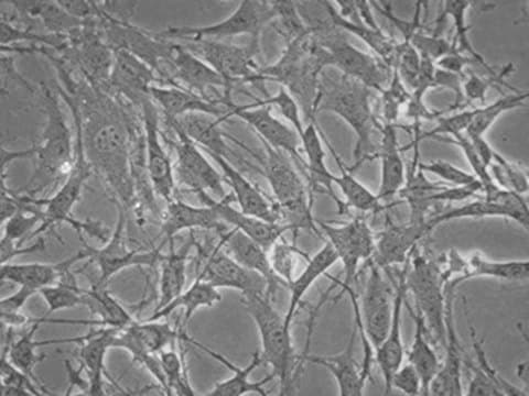 MS5-hDLL1-Stromazelllinie The MS5-mDLL1 stromal cell line is used in a serum-free artificial thymic organoid (ATO) system to generate mature T-cells from human hematopoietic stem and progenitor cells.