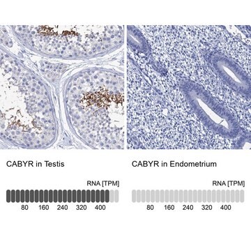 Anti-CABYR antibody produced in rabbit Prestige Antibodies&#174; Powered by Atlas Antibodies, affinity isolated antibody, buffered aqueous glycerol solution