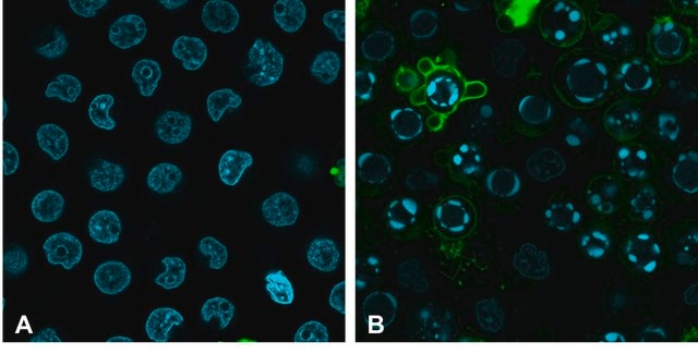 BioTracker Apo-15 Calcium-Independent Apoptosis Probe