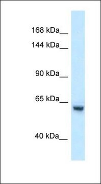 Anti-ZFP354A antibody produced in rabbit affinity isolated antibody