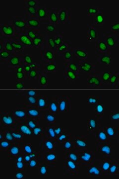 Anti-RBBP4 antibody produced in rabbit