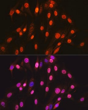 Anti-SOX10 Antibody, clone 2V5D6, Rabbit Monoclonal