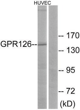 Anti-GPR126 antibody produced in rabbit affinity isolated antibody