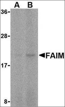 Anti-FAIM antibody produced in rabbit affinity isolated antibody, buffered aqueous solution