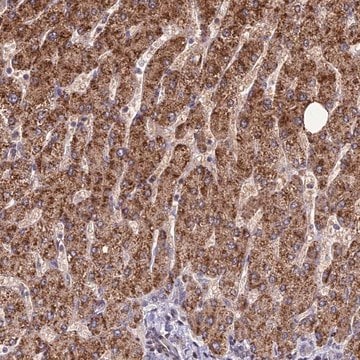 Anti-FAM186B antibody produced in rabbit Prestige Antibodies&#174; Powered by Atlas Antibodies, affinity isolated antibody, buffered aqueous glycerol solution