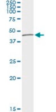 Monoclonal Anti-TUBD1 antibody produced in mouse clone 3C7, purified immunoglobulin, buffered aqueous solution