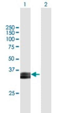 Anti-PRSS8 antibody produced in mouse purified immunoglobulin, buffered aqueous solution