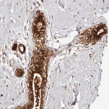 Anti-GFOD1 antibody produced in rabbit Prestige Antibodies&#174; Powered by Atlas Antibodies, affinity isolated antibody, buffered aqueous glycerol solution